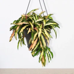 Hoya wayetii Tricolor - Buntes Blattwerk zum Verlieben