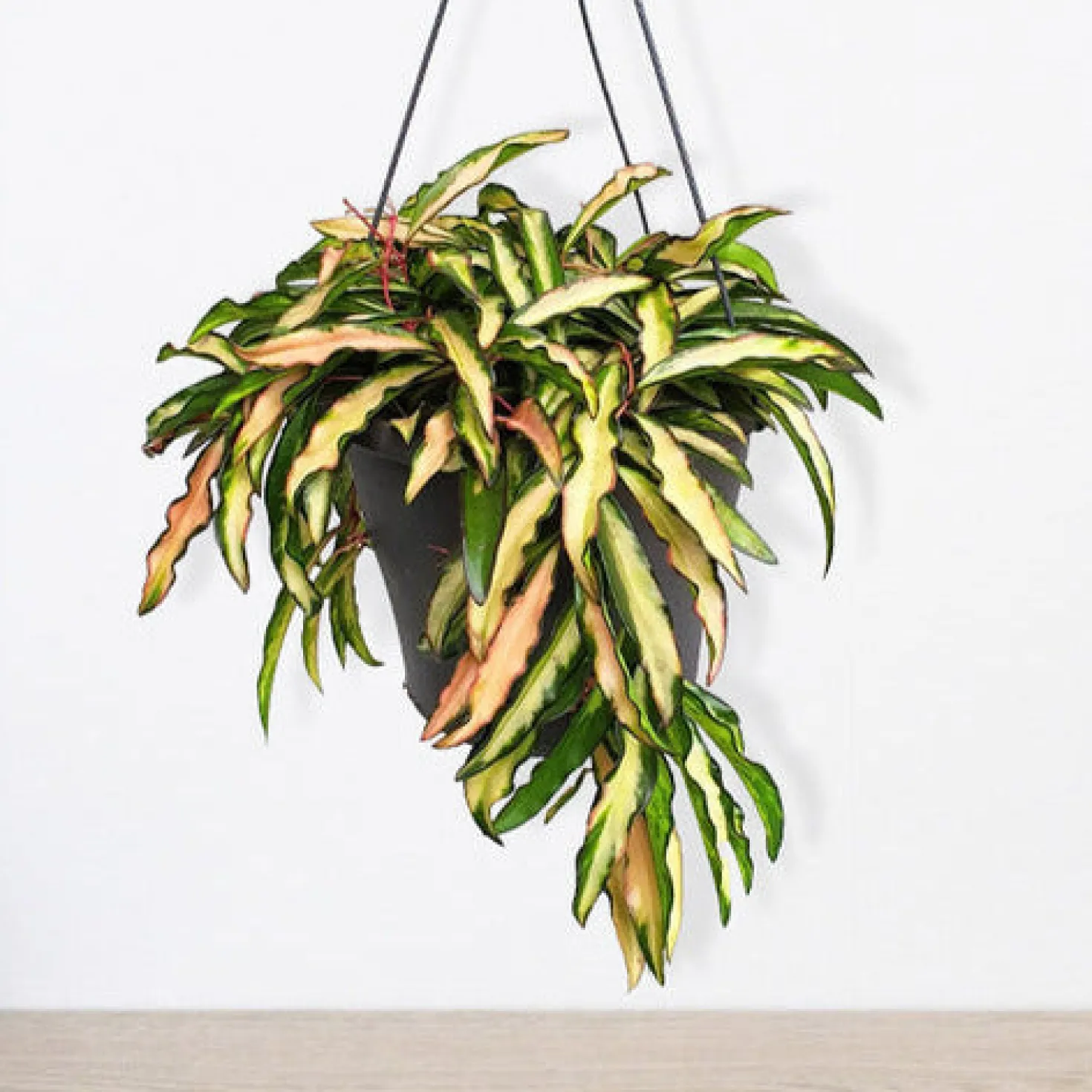 Hoya wayetii Tricolor - Buntes Blattwerk zum Verlieben