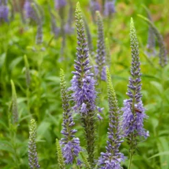 Ähriger Ehrenpreis - Blaue Blütenkerzen im Beet