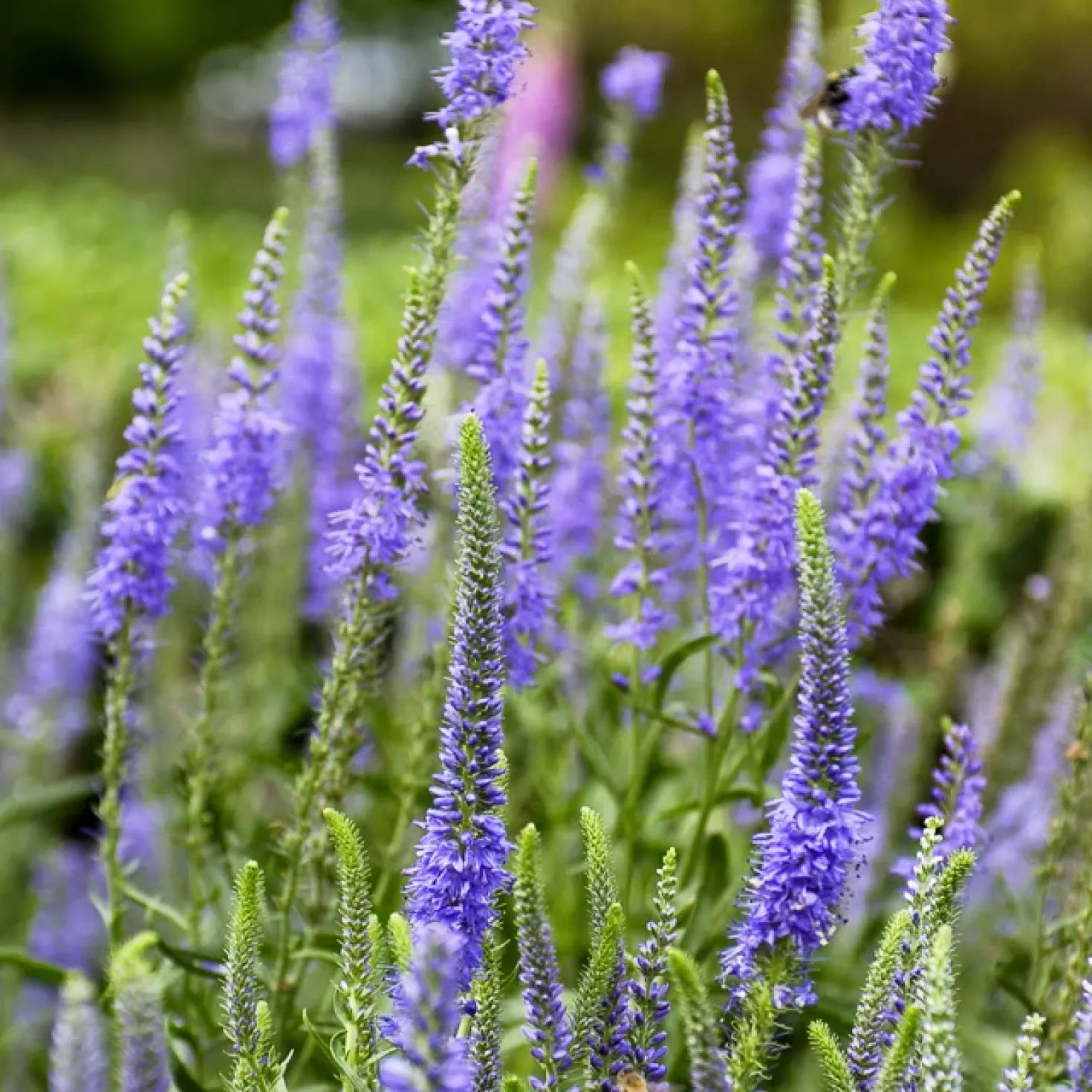 Ähriger Ehrenpreis - Blaue Blütenkerzen im Beet