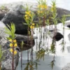 Ähriger Gilbweiderich - Gelbe Blüten am Wasser