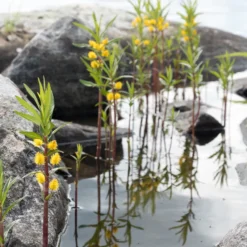 Ähriger Gilbweiderich - Gelbe Blüten am Wasser