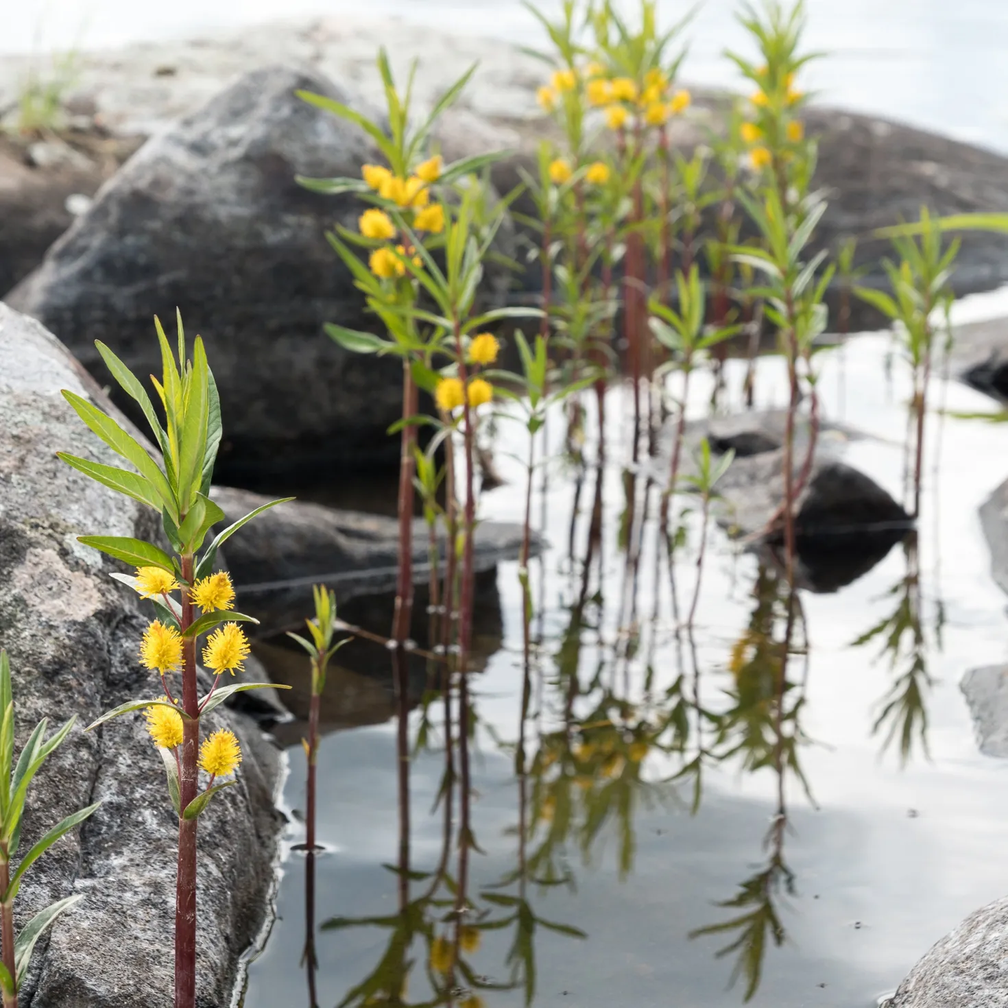 Ähriger Gilbweiderich - Gelbe Blüten am Wasser