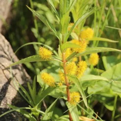 Ähriger Gilbweiderich - Gelbe Blüten am Wasser