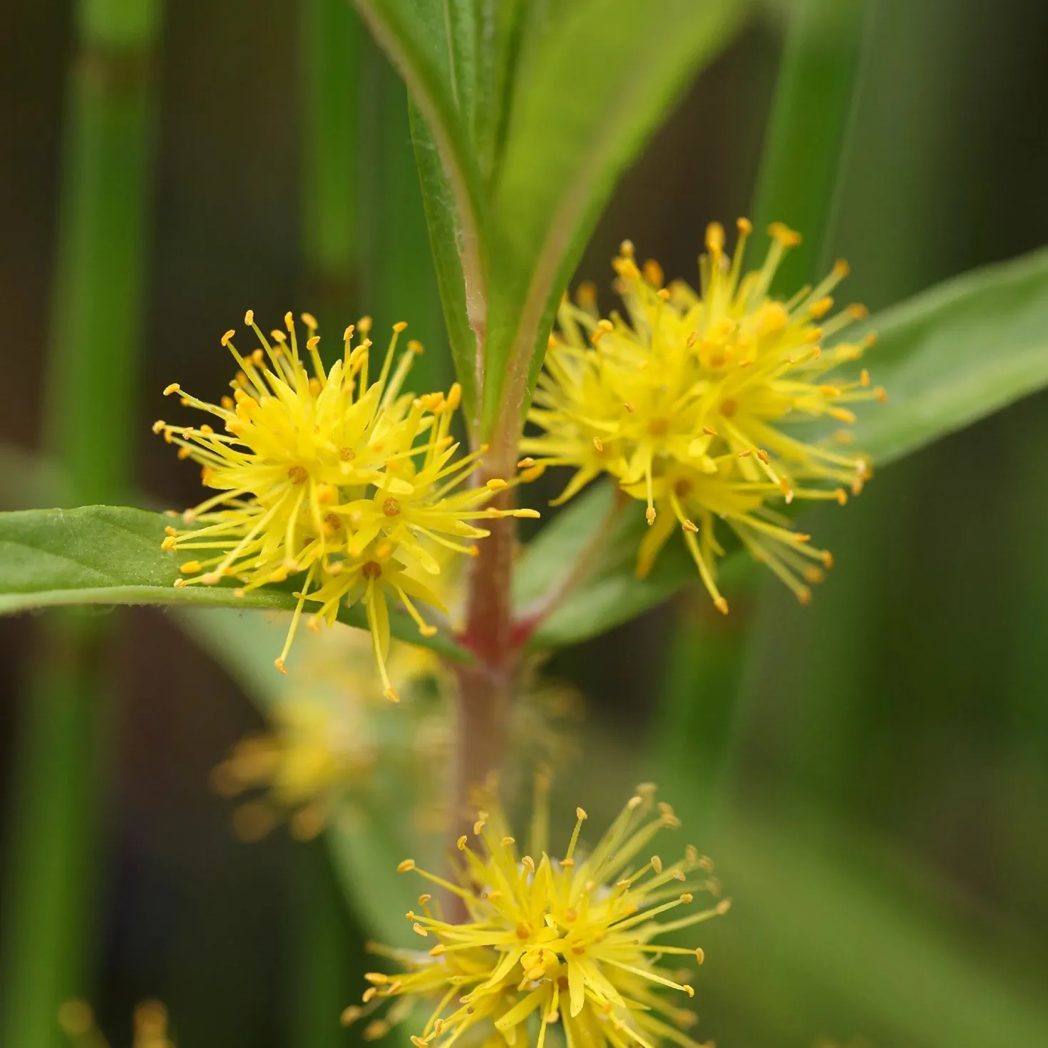 Ähriger Gilbweiderich - Gelbe Blüten am Wasser