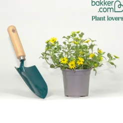 Husarenknöpfchen - Gelbe Blütenfülle den ganzen Sommer
