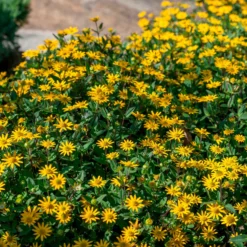 Husarenknöpfchen - Gelbe Blütenfülle den ganzen Sommer