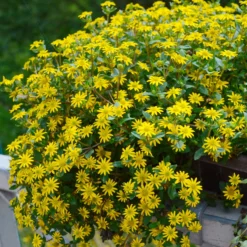 Husarenknöpfchen - Gelbe Blütenfülle den ganzen Sommer