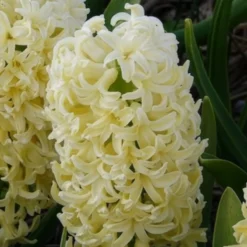 Hyazinthe 'City of Haarlem' (x6) - Gelbe Blüten voller Duft