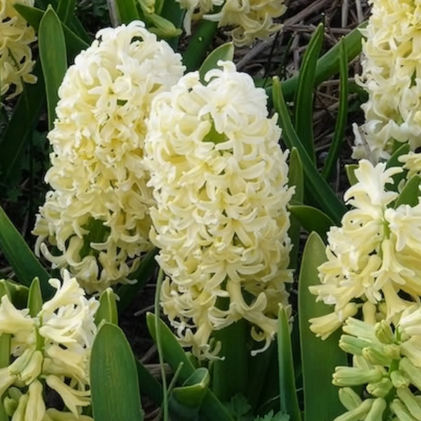 Hyazinthe 'City of Haarlem' (x6) - Gelbe Blüten voller Duft
