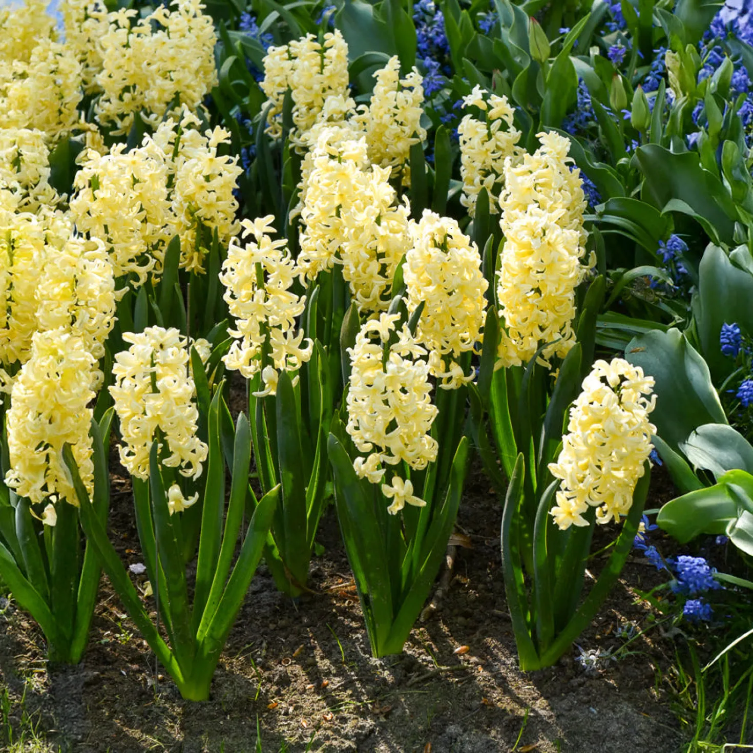 Hyazinthe 'City of Haarlem' (x6) - Gelbe Blüten voller Duft
