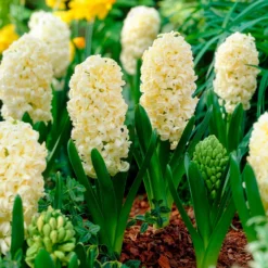 Hyazinthe 'City of Haarlem' (x6) - Gelbe Blüten voller Duft