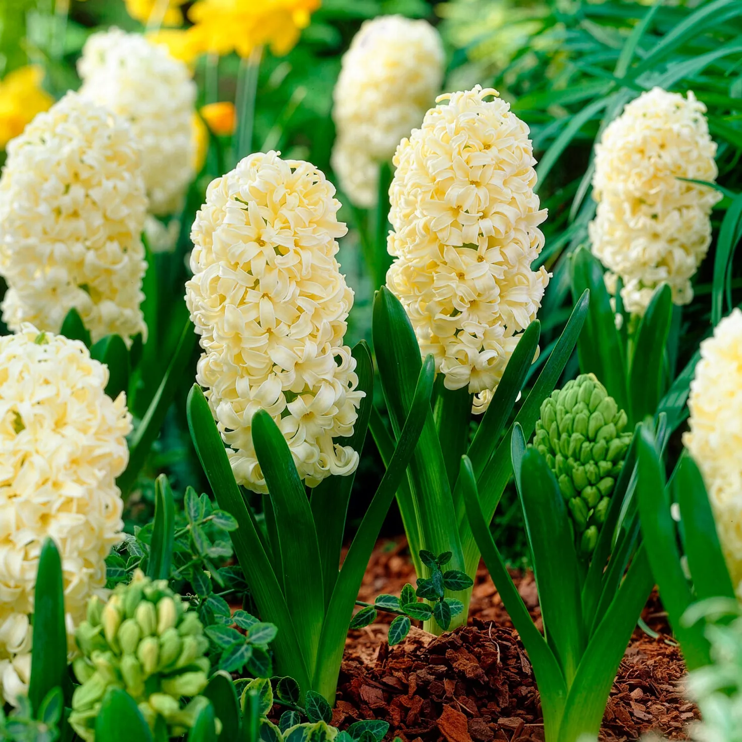 Hyazinthe 'City of Haarlem' (x6) - Gelbe Blüten voller Duft