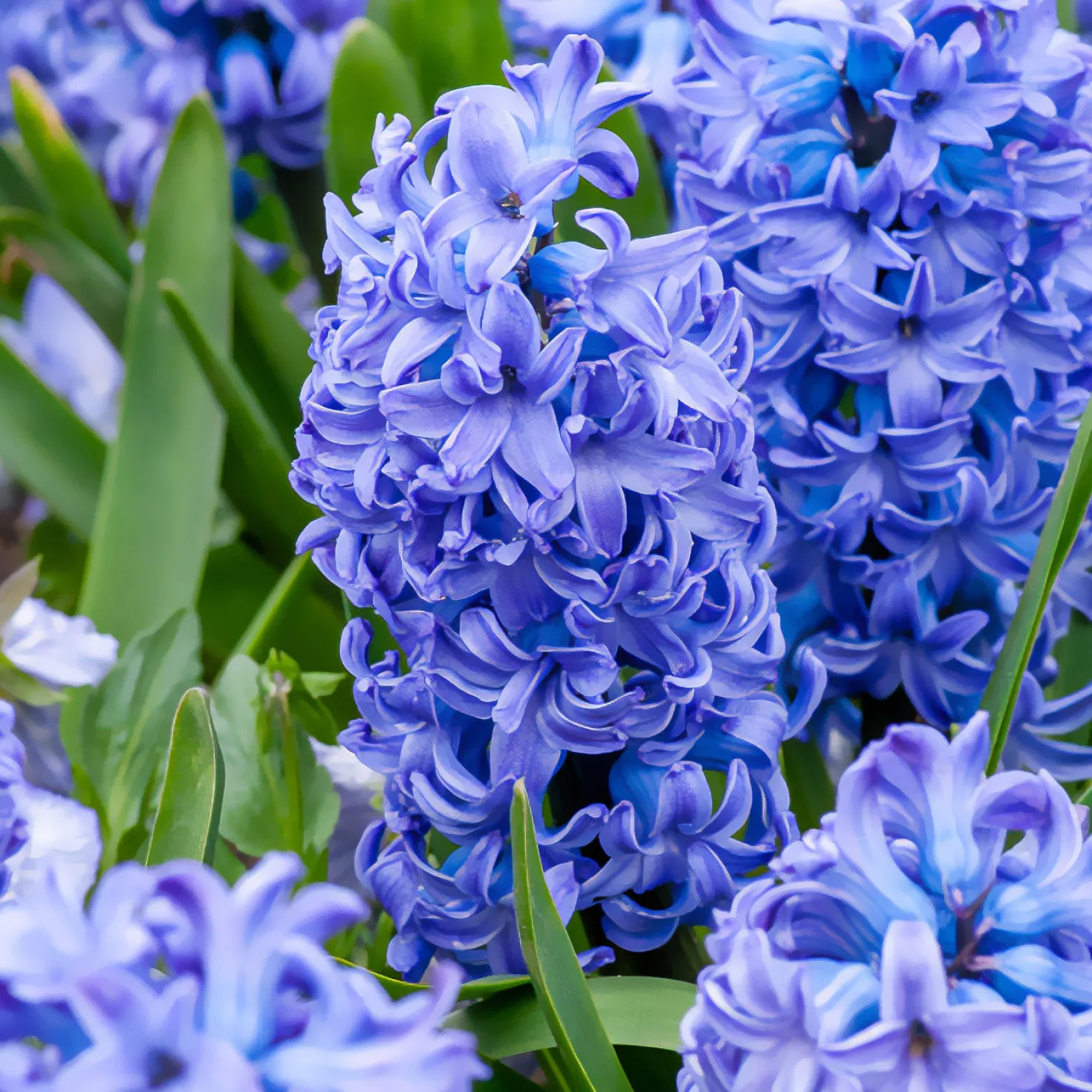 Hyazinthe 'Delft Blue' - Blau blüht der Frühling