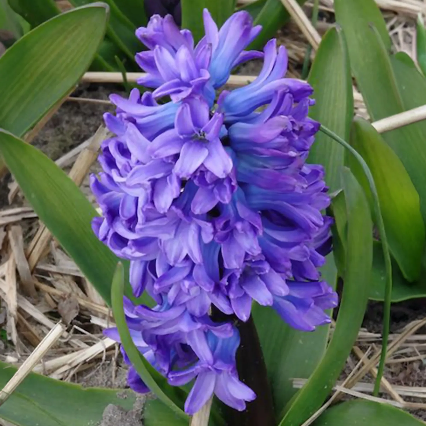 Hyazinthe 'Delft Blue' - Blau blüht der Frühling