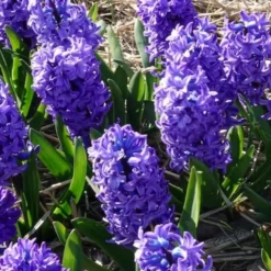 Hyazinthe 'Delft Blue' - Blau blüht der Frühling