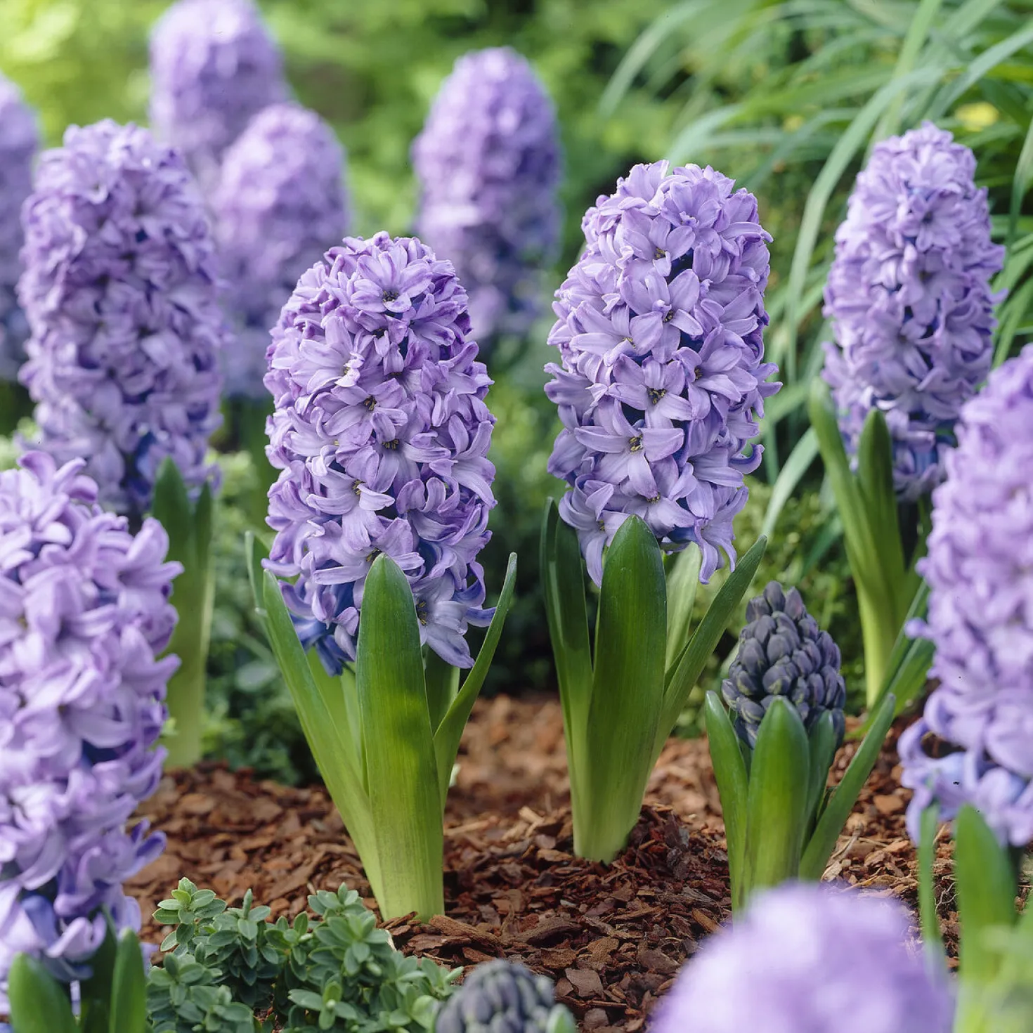 Hyazinthe 'Delft Blue' - Blau blüht der Frühling