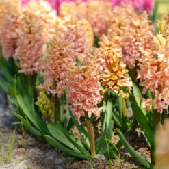 Hyazinthe 'Gipsy Queen' (x6) - Lachsfarbener Duft im Frühling