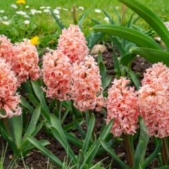 Hyazinthe 'Gipsy Queen' (x6) - Lachsfarbener Duft im Frühling