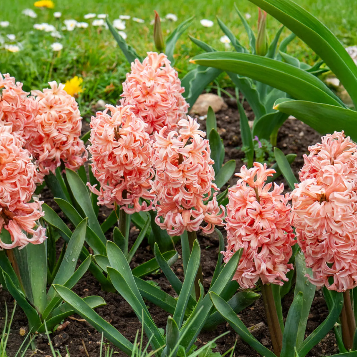 Hyazinthe 'Gipsy Queen' (x6) - Lachsfarbener Duft im Frühling