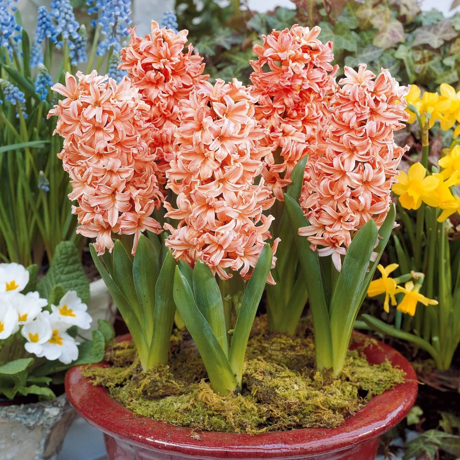 Hyazinthe 'Gipsy Queen' (x6) - Lachsfarbener Duft im Frühling