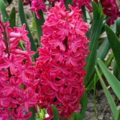 Hyazinthe 'Jan Bos' (x6) - Fuchsia-Duft im Frühling