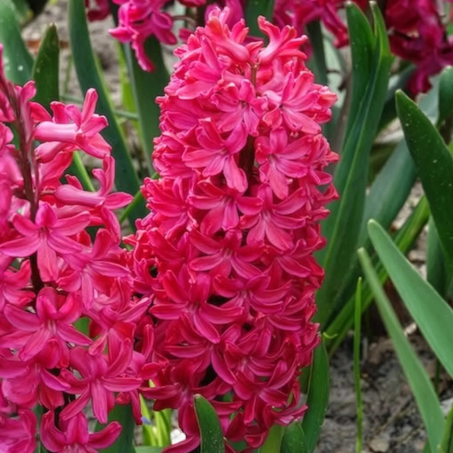 Hyazinthe 'Jan Bos' (x6) - Fuchsia-Duft im Frühling