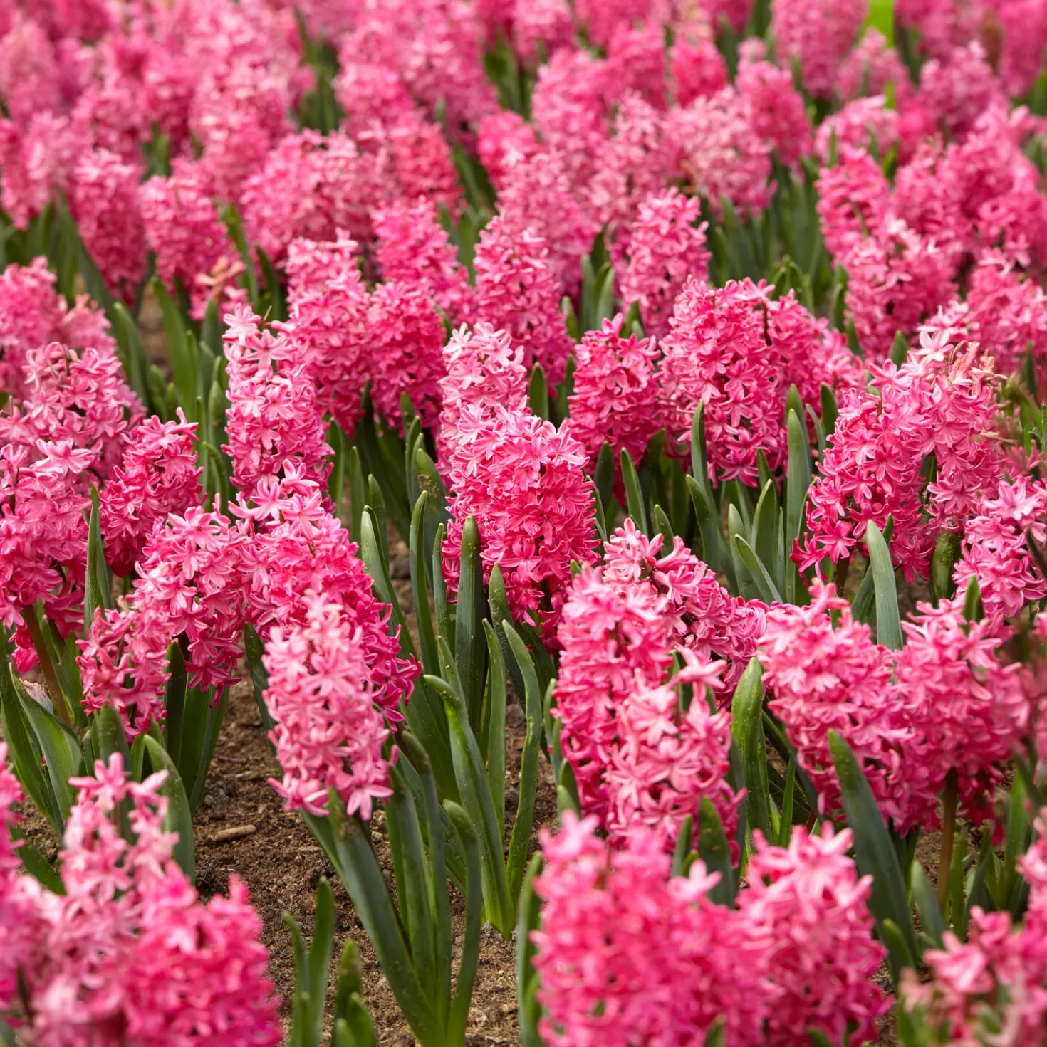 Hyazinthe 'Jan Bos' (x6) - Fuchsia-Duft im Frühling