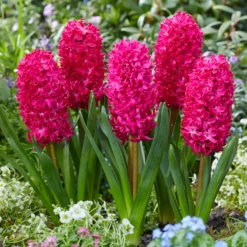 Hyazinthe 'Jan Bos' (x6) - Fuchsia-Duft im Frühling
