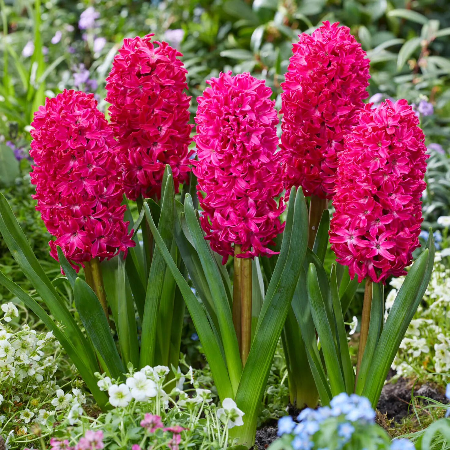 Hyazinthe 'Jan Bos' (x6) - Fuchsia-Duft im Frühling