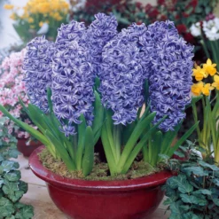 Hyazinthen blau (x3) - Blaue Blüten voller Duft