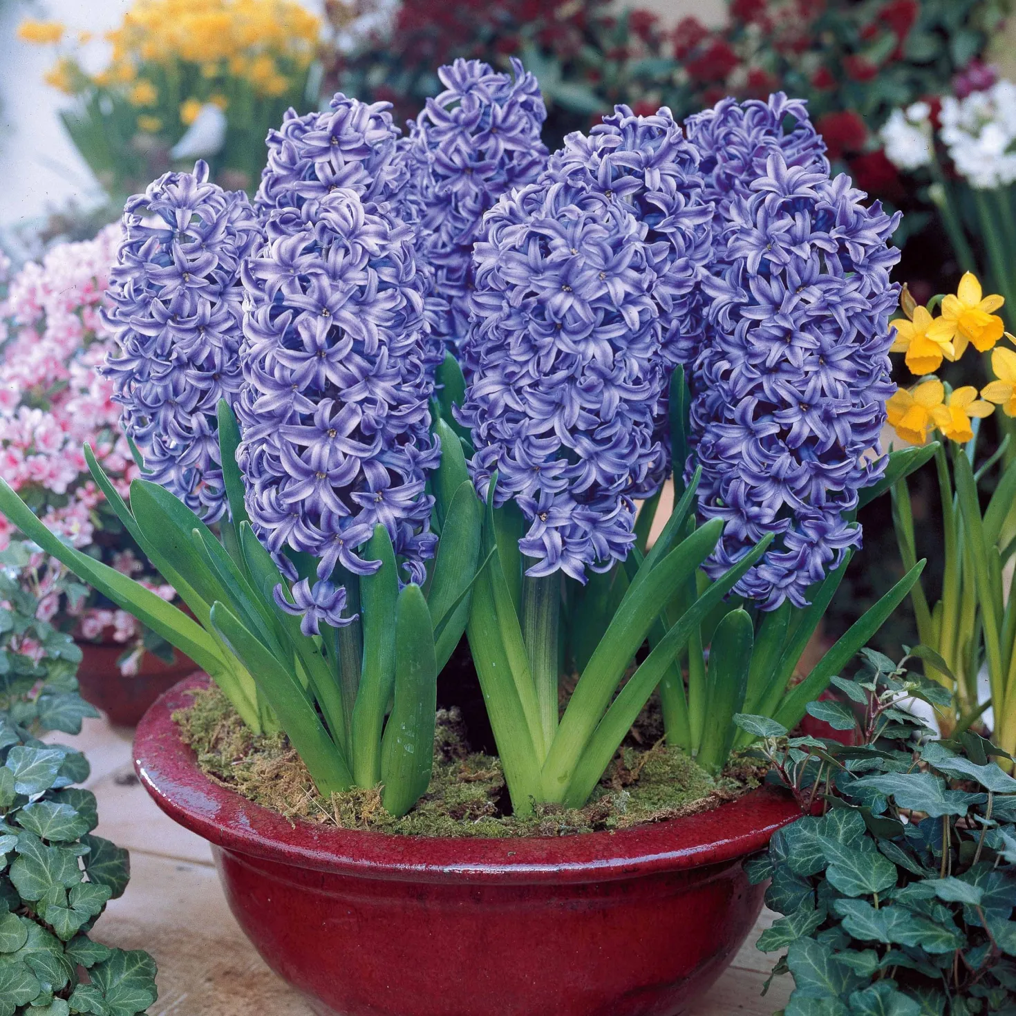 Hyazinthen blau (x3) - Blaue Blüten voller Duft