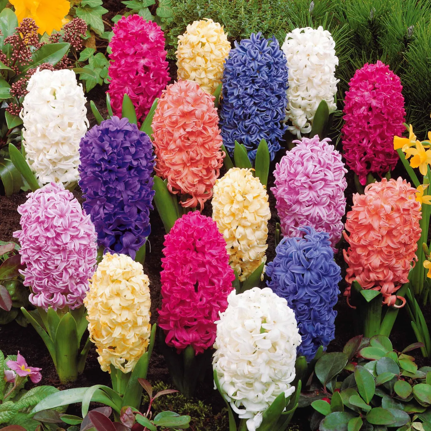 Hyazinthen Mischung - Duft und Farbe im Frühling