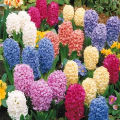 Hyazinthen Mischung - Duft und Farbe im Frühling