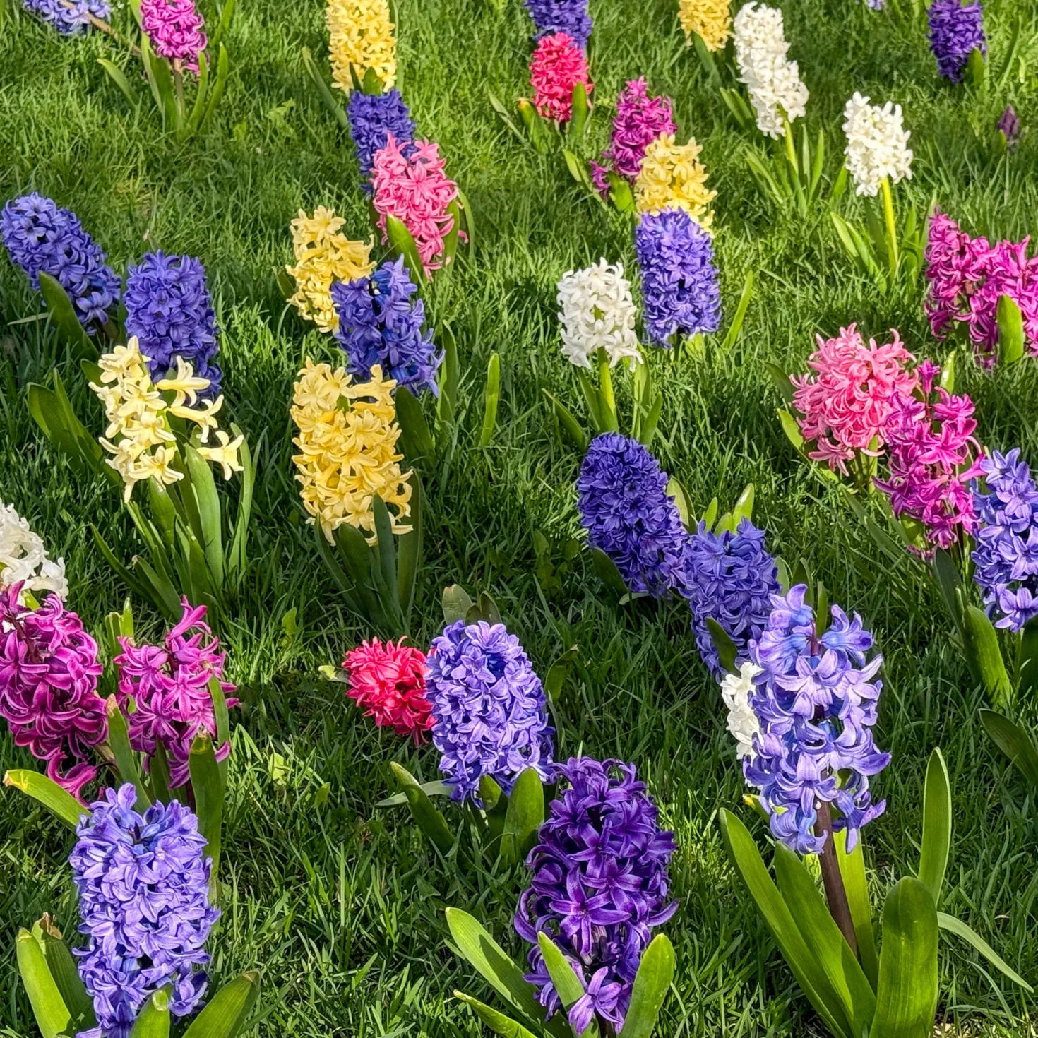 Hyazinthen Mischung - Duft und Farbe im Frühling