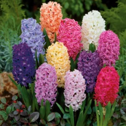 Hyazinthen Mischung - Duft und Farbe im Frühling