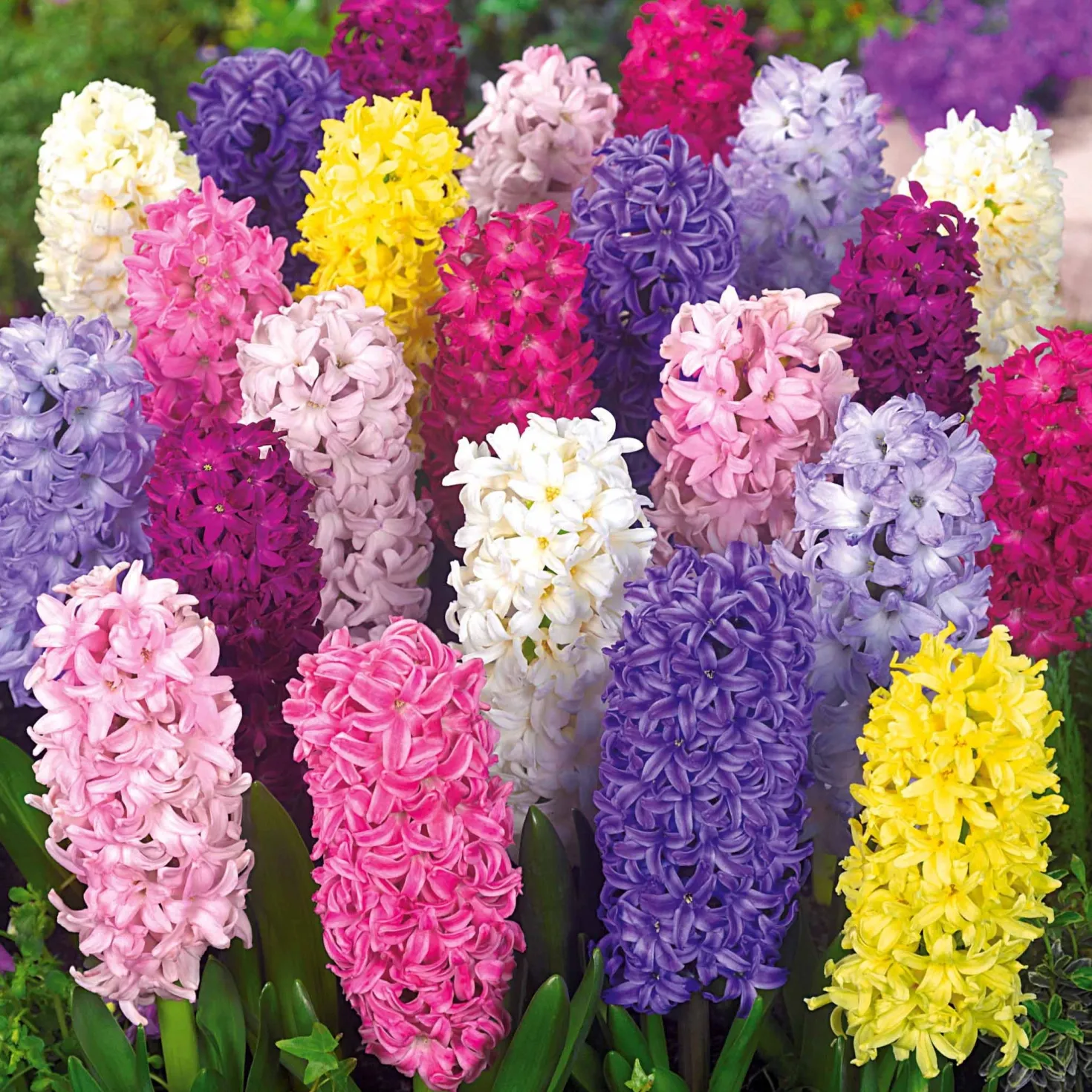 Hyazinthen Mischung - Duft und Farbe im Frühling