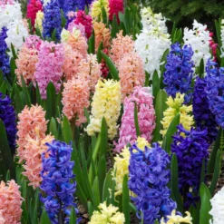 Hyazinthen Mischung - Duft und Farbe im Frühling