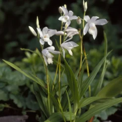 Hyazinthen-Orchidee Alba - Winterharte Orchidee, weiß