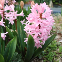 Hyazinthen rosa (x3) - Duftfrühling in Rosa