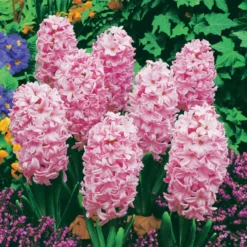 Hyazinthen rosa (x3) - Duftfrühling in Rosa