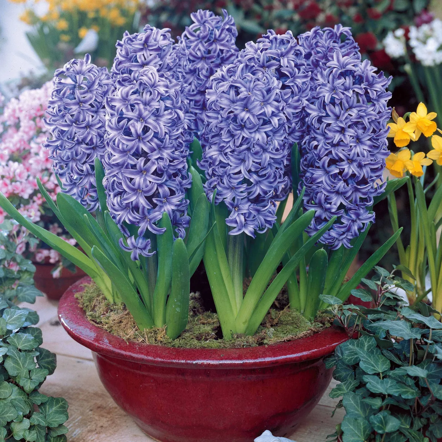 Hyazinthe 'Ostara' (x6) - Blau, duftend, kinderleicht