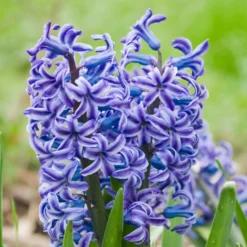 Hyazinthe 'Rembrandt' (x5) - Duft und Farbe im Frühling
