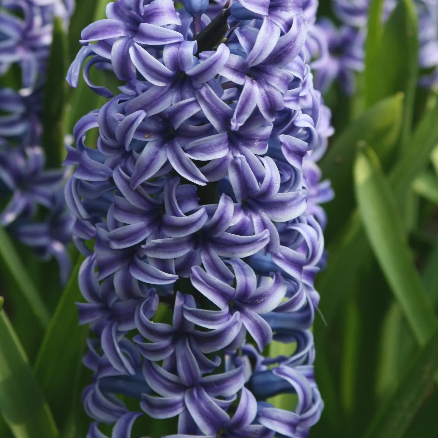 Hyazinthe 'Rembrandt' (x5) - Duft und Farbe im Frühling