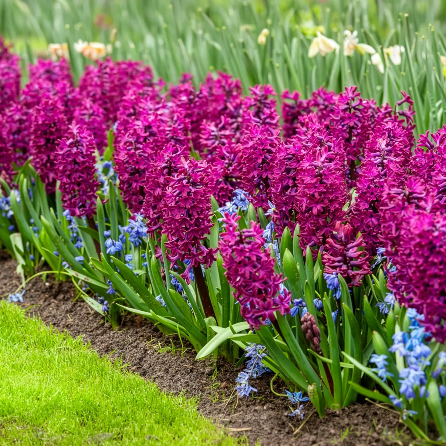 Hyazinthe 'Woodstock' (x6) - Kräftiges Violett, das auffällt