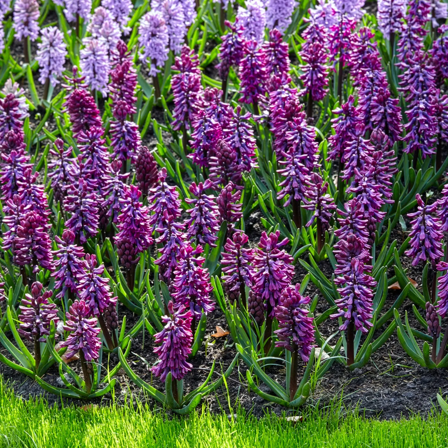 Hyazinthe 'Woodstock' (x6) - Kräftiges Violett, das auffällt