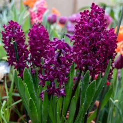 Hyazinthe 'Woodstock' (x6) - Kräftiges Violett, das auffällt