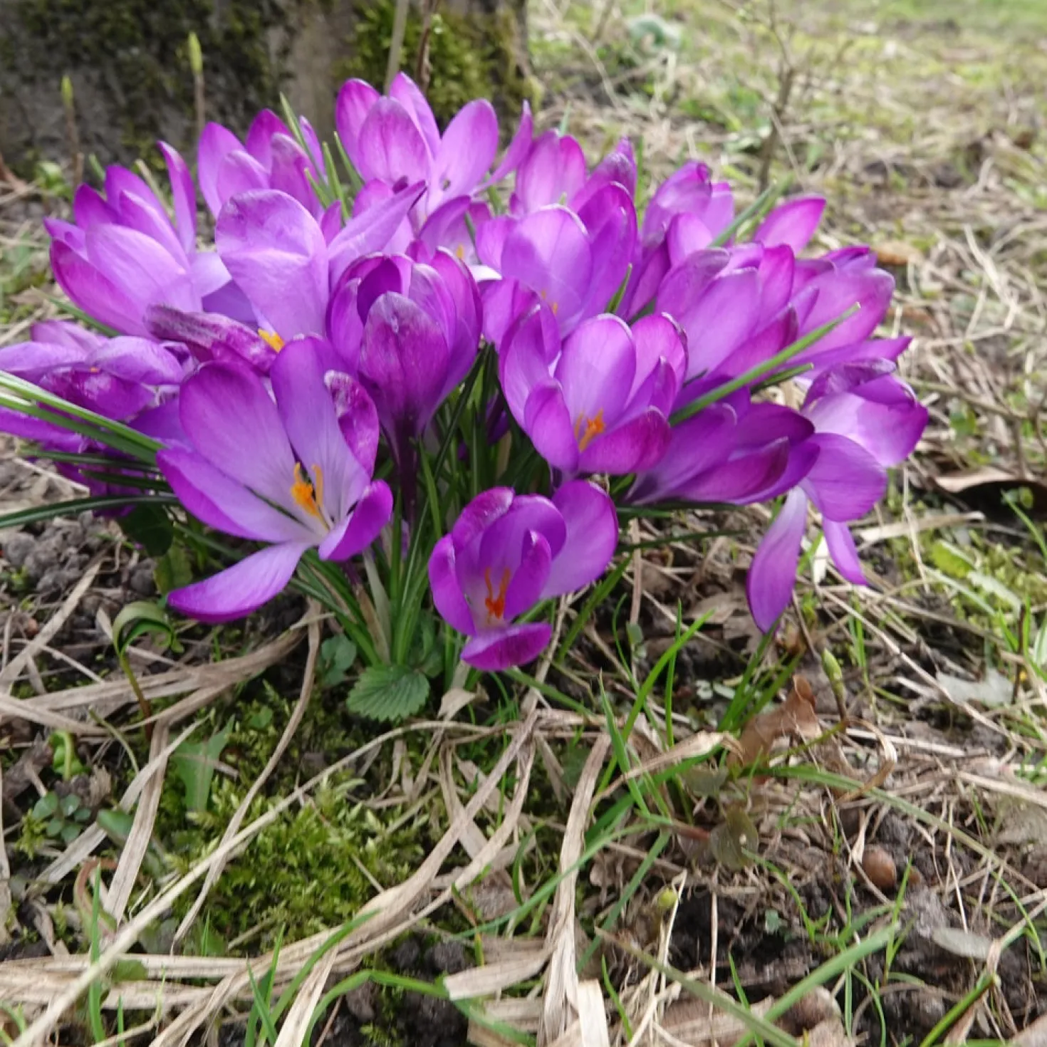 Hybridkrokusse Ruby Giant - Farbe im kalten Februar