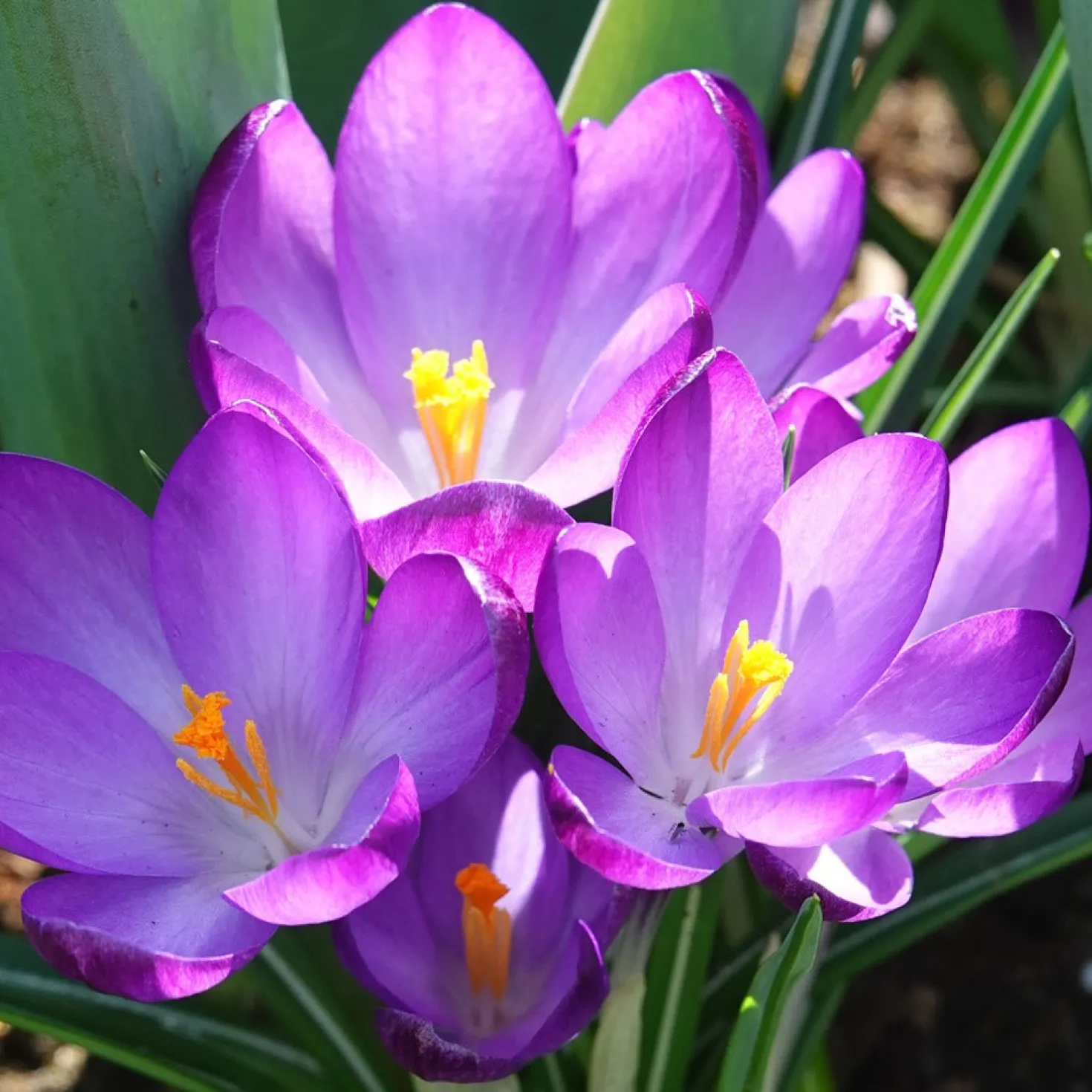Hybridkrokusse Ruby Giant - Farbe im kalten Februar
