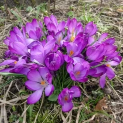 Hybridkrokusse Ruby Giant - Farbe im kalten Februar